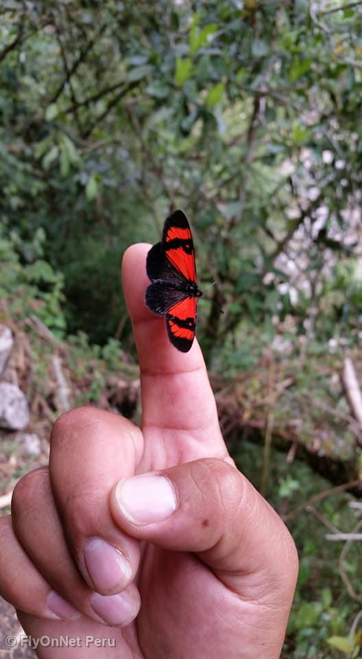 Photo Album: Butterfly seen during the hike, Inca Trail